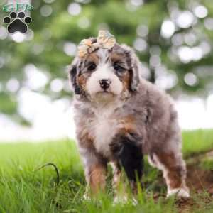 Mimosa, Mini Bernedoodle Puppy